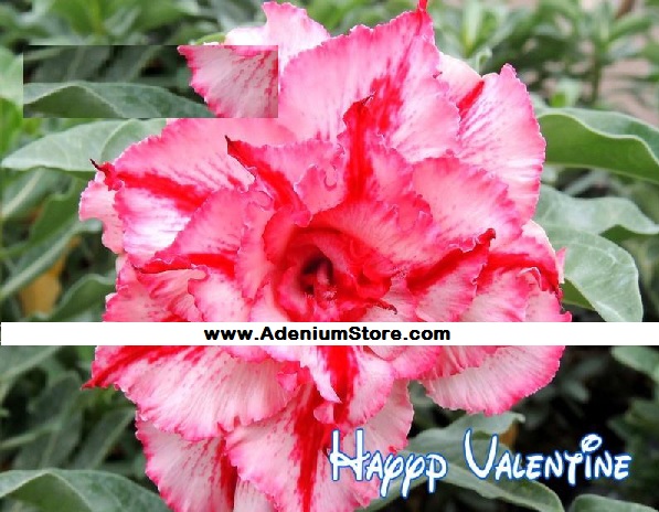 (image for) New Adenium \'Happy Valentine\' 5 Seeds